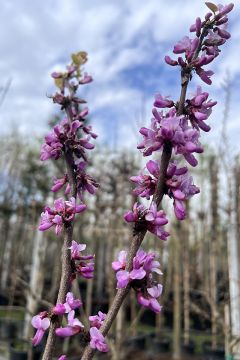 Cercis chinensis 'Avondale'