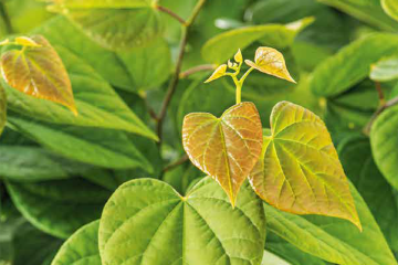 Cercis canadensis  ‘Ace of Hearts’