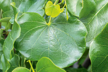 Cercis canadensis ‘Texas White’