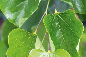 Cercis texensis ‘Traveller’