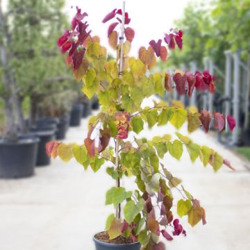 Cercis Eternal Flame