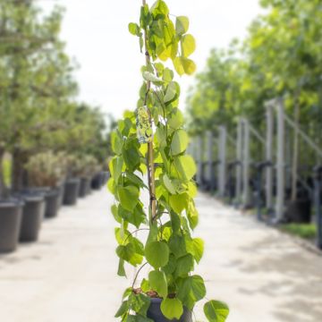 Cercis Golden Falls