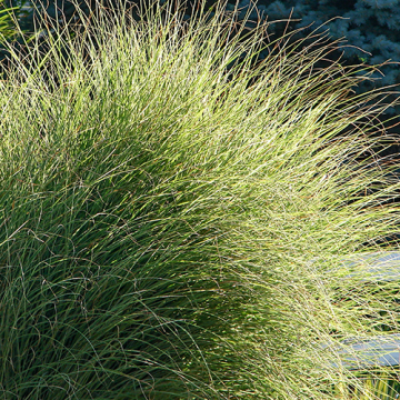 Miscanthus sinensis Morning Light