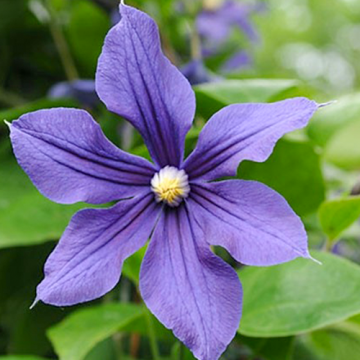 Clematis Alpina 50-60 cm