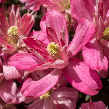 Clematis Broughton Star 50-60 cm
