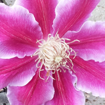 Clematis Dr. Ruppel 50-60 cm