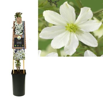 Clematis ‘Early Sensation’