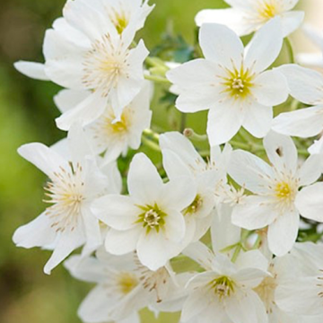 Clematis Joe 50-60 cm