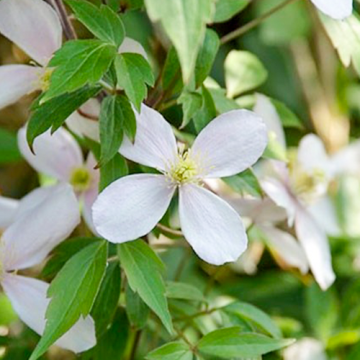Clematis montana Rubens