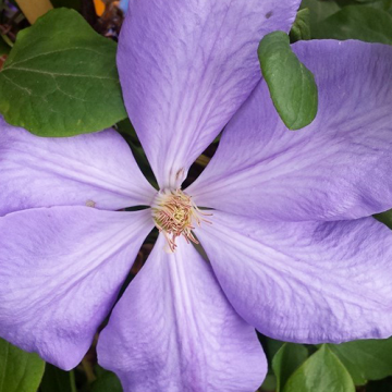 Clematis Mrs. Cholmondeley 50-60 cm