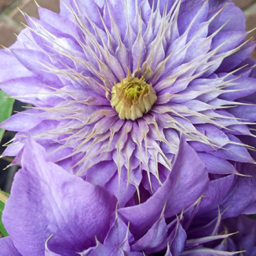 Clematis Multi Blue 50-60 cm