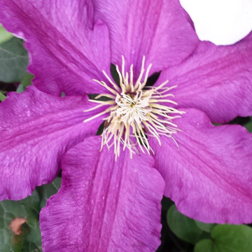 Clematis Niobe 50-60 cm