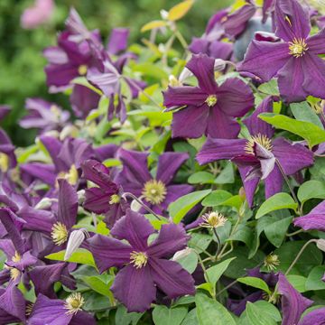 Clematis Romantika 50-60 cm