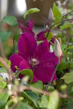 Clematis Rouge Cardinal