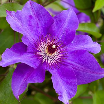 Clematis The President 50-60