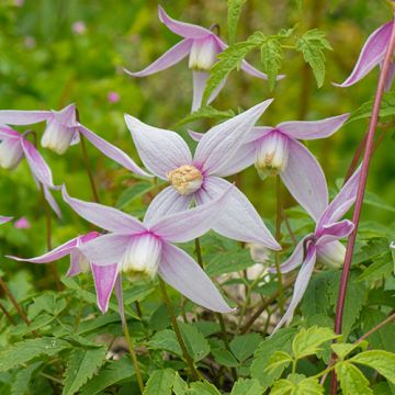 Clematis Willy 50-60 cm