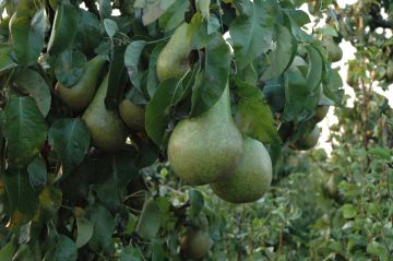 Perenboom Comtesse de Paris