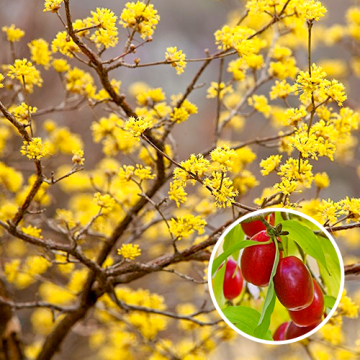 Cornus mas
