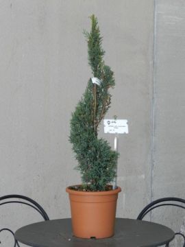 Leylandii 'Blue Jeans'