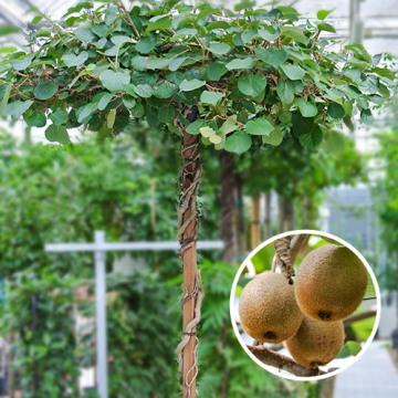Dak Kiwi
