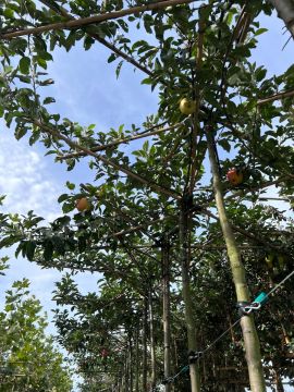 Dak Appel 'Ecolette'