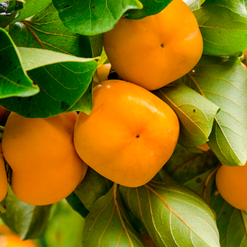 Diospyros kaki
