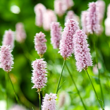 Persicaria bistorta Superba