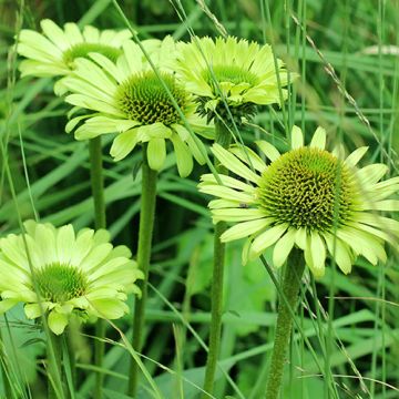 Echinacea Green Jewel P9 