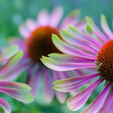 Echinacea Green Twister P9