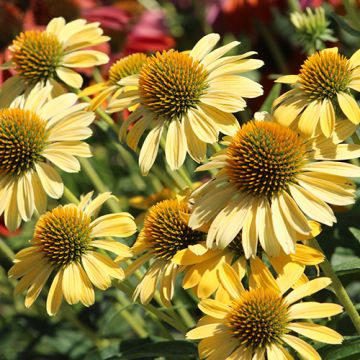 Echinacea Harvest Moon P9