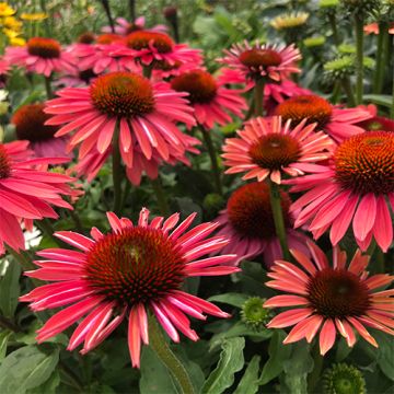Echinacea Hot Summer P9