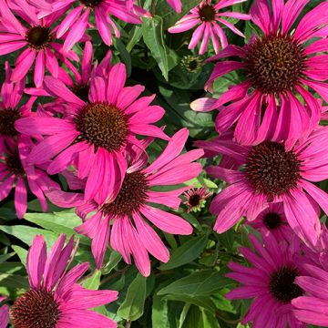 Echinacea JS Stiletto P9