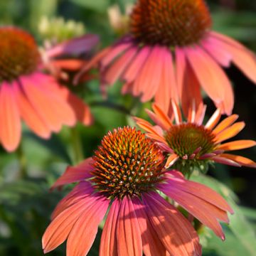 Echinacea Summer Cocktail P9 