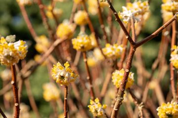 Edgeworthia ‘Grandiflora’