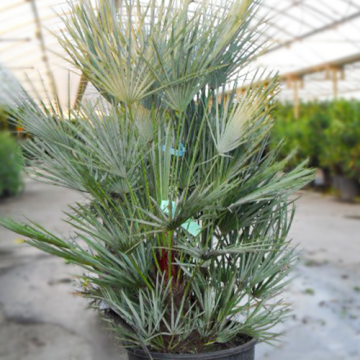 Europese Dwergpalm 100-125cm
