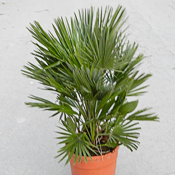Europese Dwergpalm 40-60cm