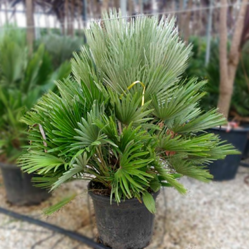 Europese Dwergpalm 'Vulcano'