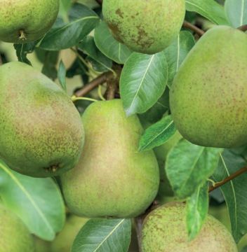  Doyenne du Comice Patiofruit
