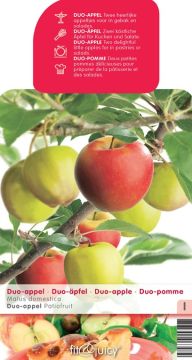 2 Appelsoorten op 1 stam, Patiofruit