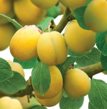  Mirabelle de Nancy Patiofruit