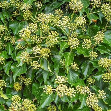 Hedera helix 'Arborescens'