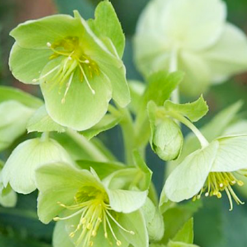 Helleborus argutifolius 