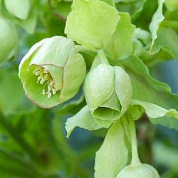 Helleborus foetidus