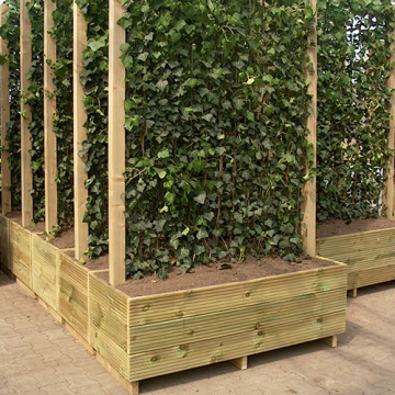 Hoge hardhouten bak met haag 180cm