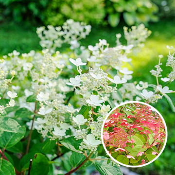 Hydrangea paniculata Early Sensation