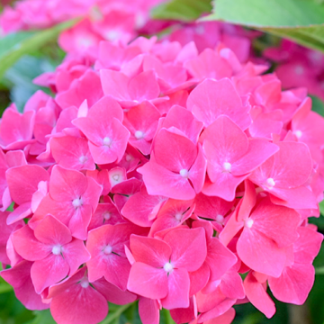 Hydrangea macrophylla Glowing Embers