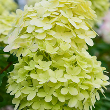 Hydrangea paniculata Limelight op stam