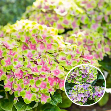 Hydrangea Magical Jewel Blauw