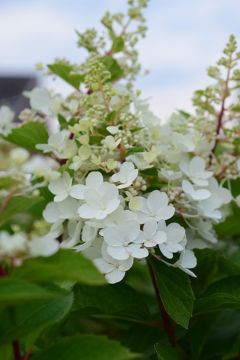 Pluimhortensia Pinky Winky