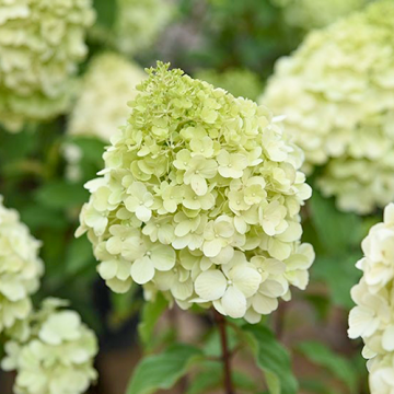 Hydrangea Polar Bear